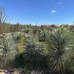 Juka (Yucca Rostrata) - výška 60-70 cm, výška kmeňa 35-45 cm, kont. C70L (-22°C) 